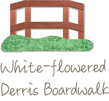 White-flowered Derris Boardwalk